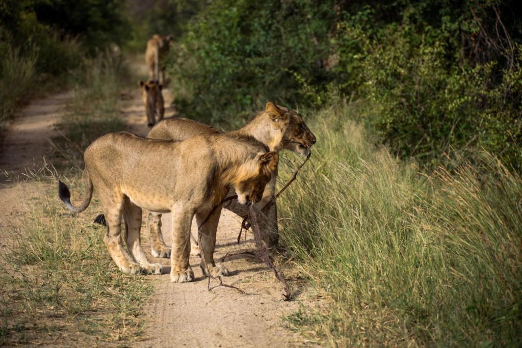 Karongwe Portfolio - Kuname Lodge Karongwe Game Reserve Buitenkant foto